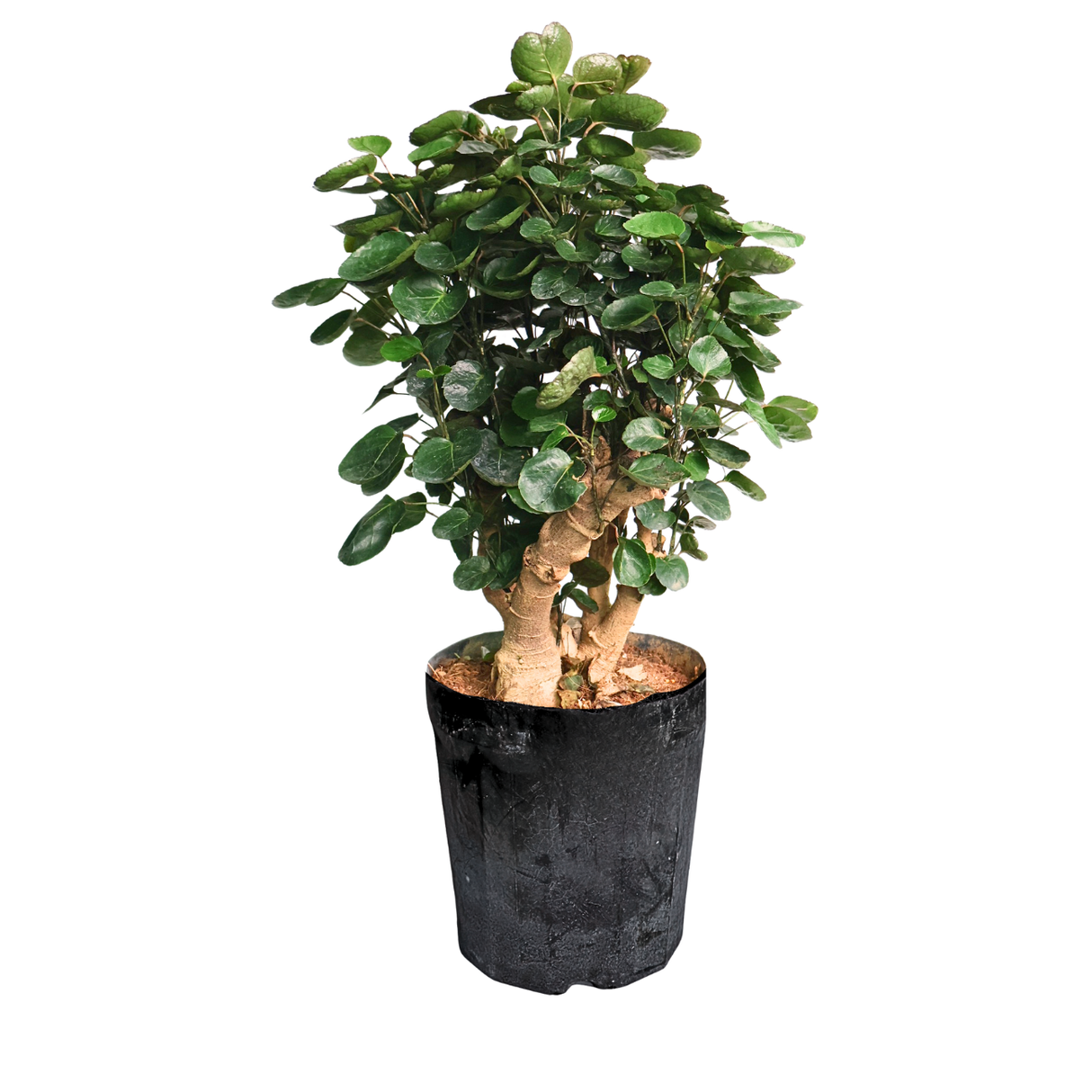 Polyscias (Dinner Plate Aralia)