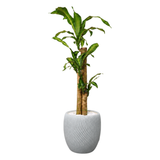 Dracaena Fragrans (Iron Tree) in Ceramic Pot (110cm)