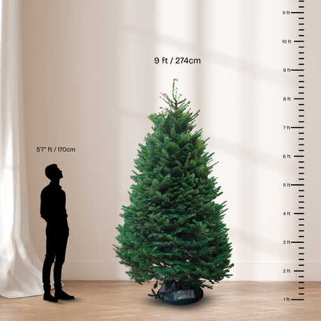 Noble Fir Christmas Tree 9-10FT (USA No.1 Grade)