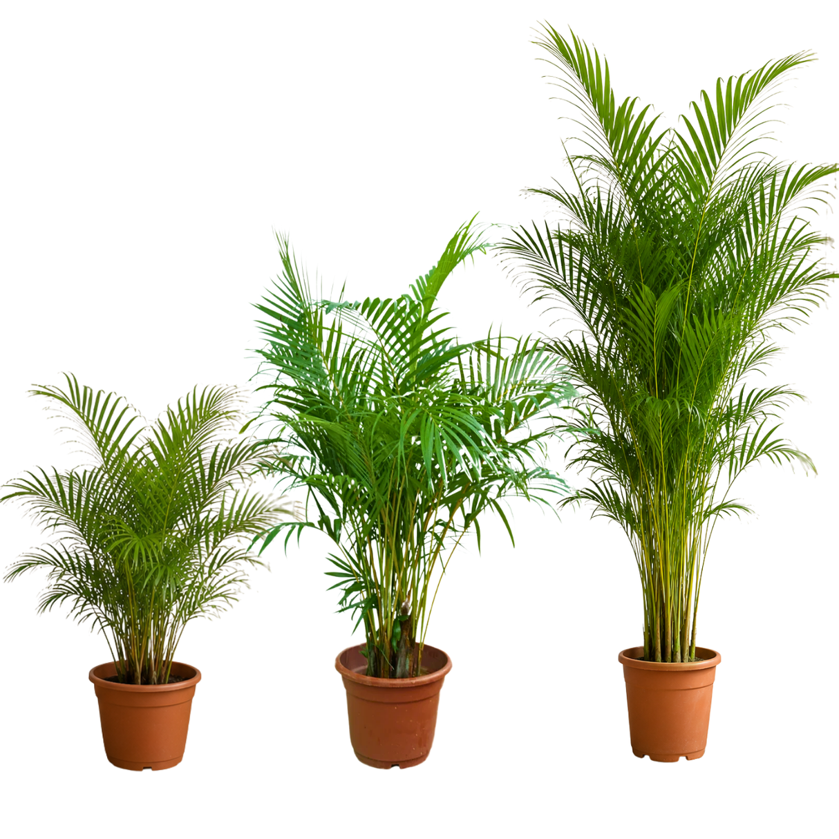 Areca palm (Yellow Palm)