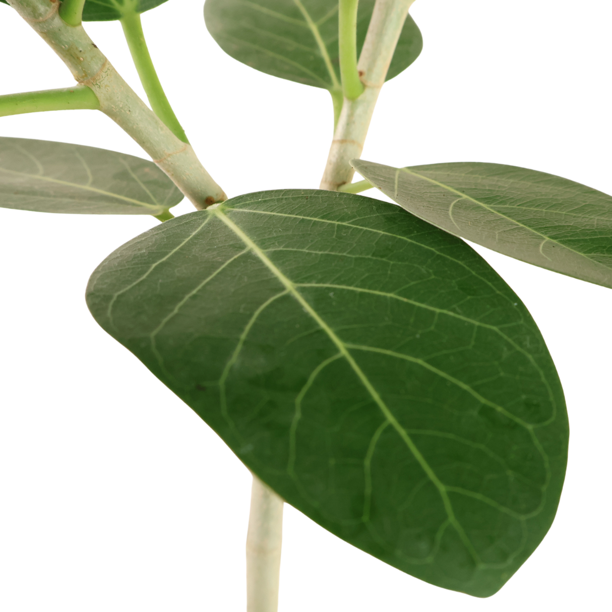Ficus Benghalensis (Indian banyan)
