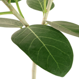 Ficus Benghalensis (Indian banyan)