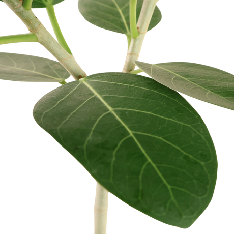 Ficus Benghalensis (Indian banyan)