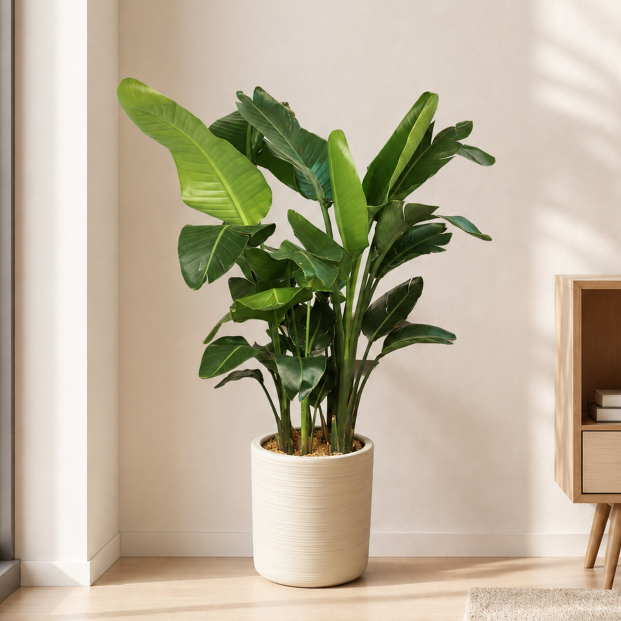 Bird of Paradise (Strelitzia 天堂鸟) in Ceramic Pot (120cm)