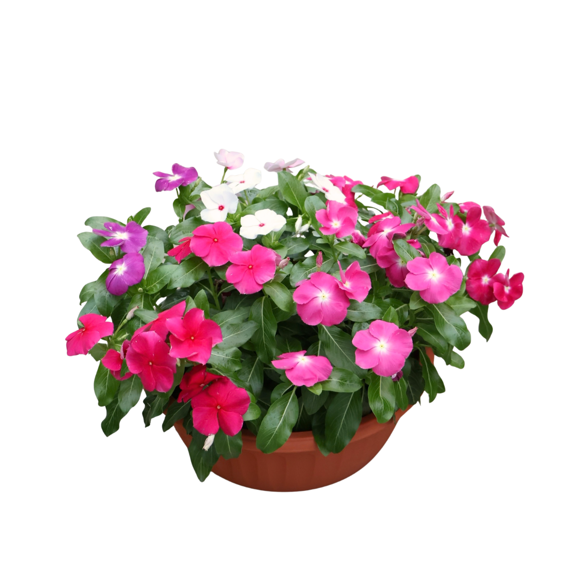 Periwinkle (长春花)