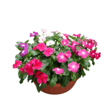 Periwinkle (长春花)
