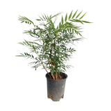 Fortune's Mahonia 十大功劳