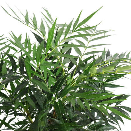 Fortune's Mahonia 十大功劳