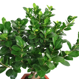 Ficus Retusa 榕树 (Banyan Fig)