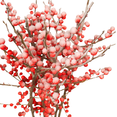 Ilex Verticillata Winterberry (Holland) -  Red with Artificial Snow