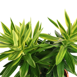 Dracaena Reflexa (Song of Sri Lanka)