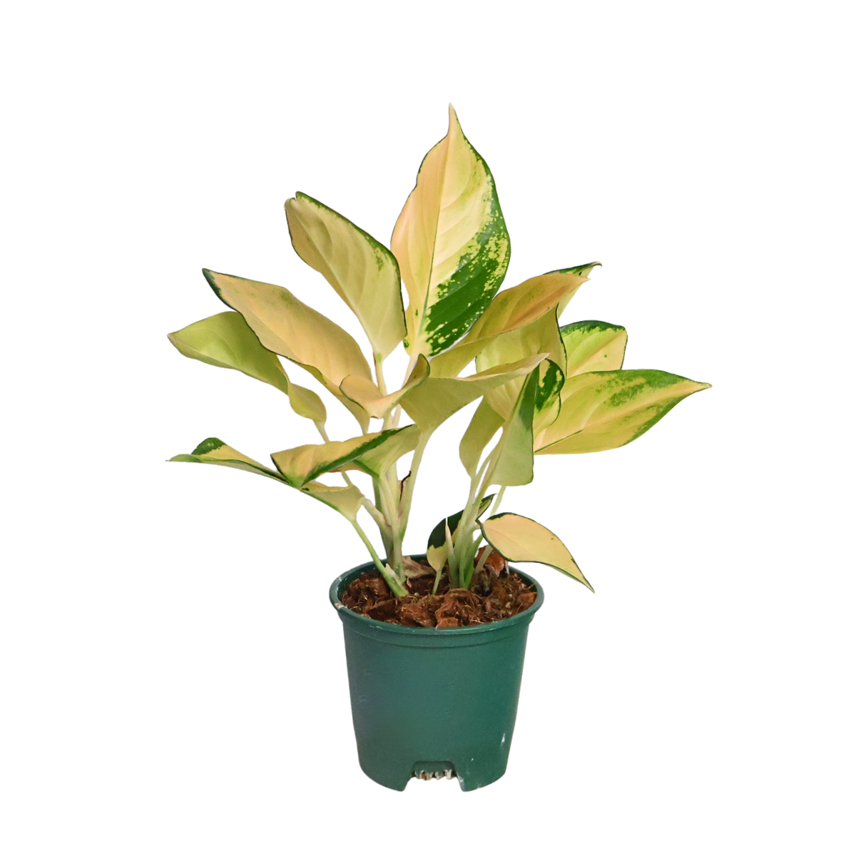 Aglaonema Golden Papaya 金木瓜 (Chinese evergreen)