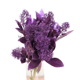 Skimmia Colored (Holland)