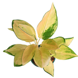 Aglaonema Golden Papaya 金木瓜 (Chinese evergreen)