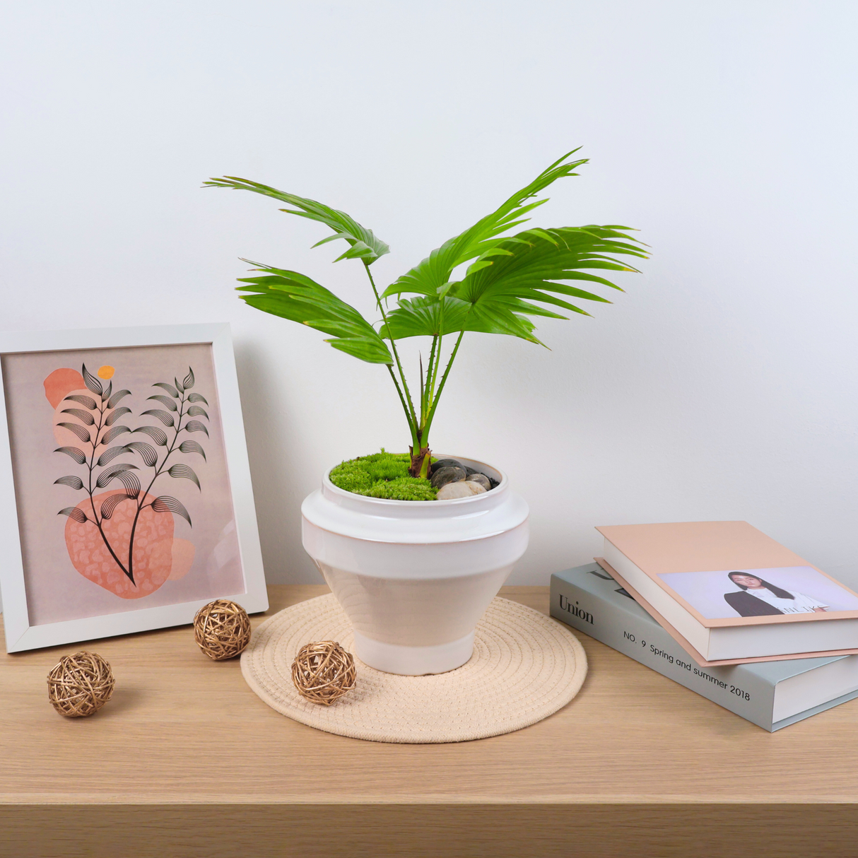 Chinese Fan Palm in Ceramic Pot