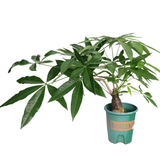 Pachira Plant (Money Tree 发财树)
