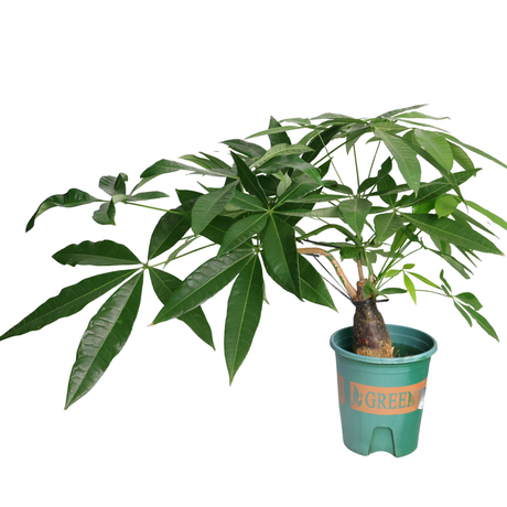 Pachira Plant (Money Tree 发财树)