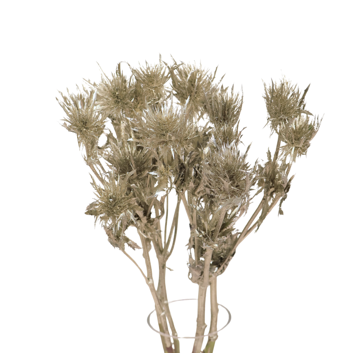 Eryngium Supernova (Holland)- Colored