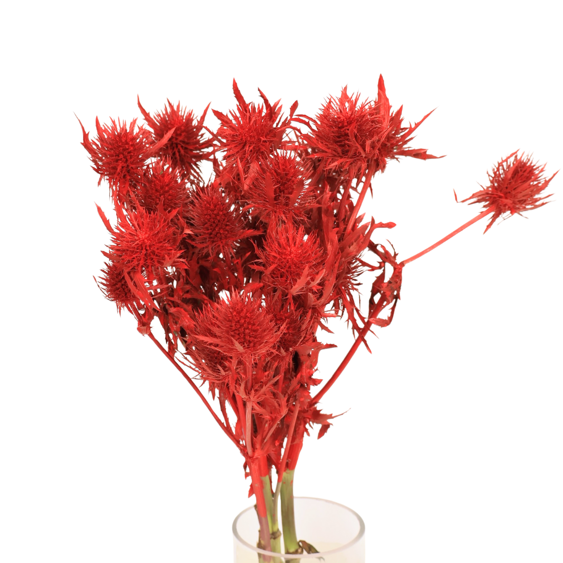 Eryngium Supernova (Holland)- Colored