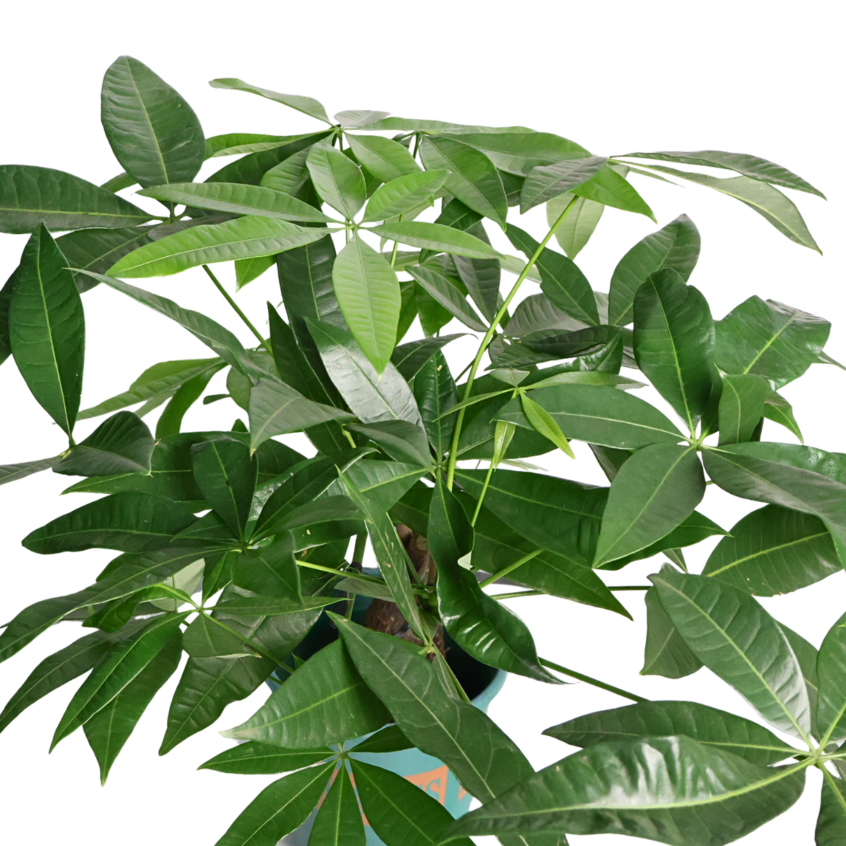 Pachira Plant (Money Tree 发财树)