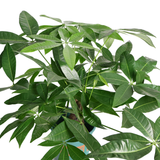 Pachira Plant (Money Tree 发财树)