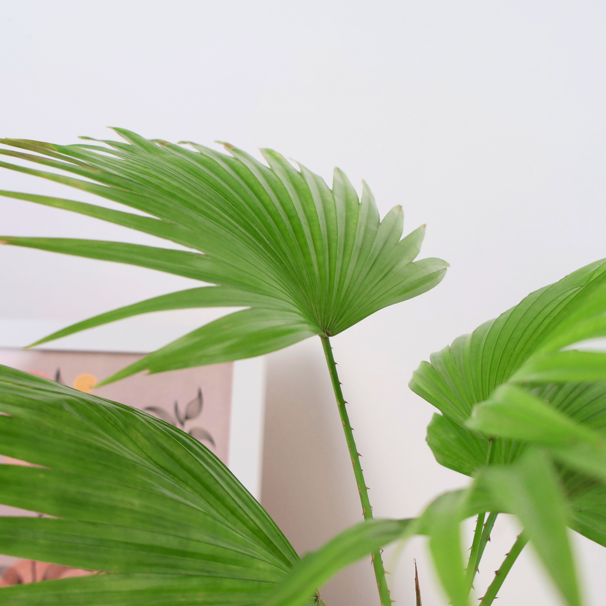 Chinese Fan Palm in Ceramic Pot