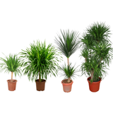 Dracaena Draco (Dragon Tree)