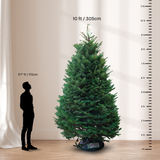 Noble Fir Christmas Tree 10-11FT (USA No.1 Grade)