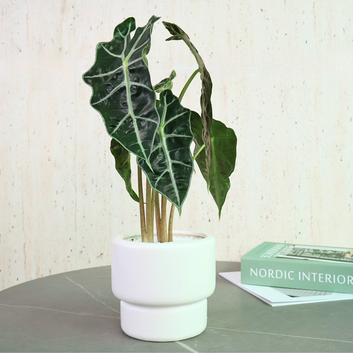 Alocasia in Ceramic Pot - Corporate Gifts