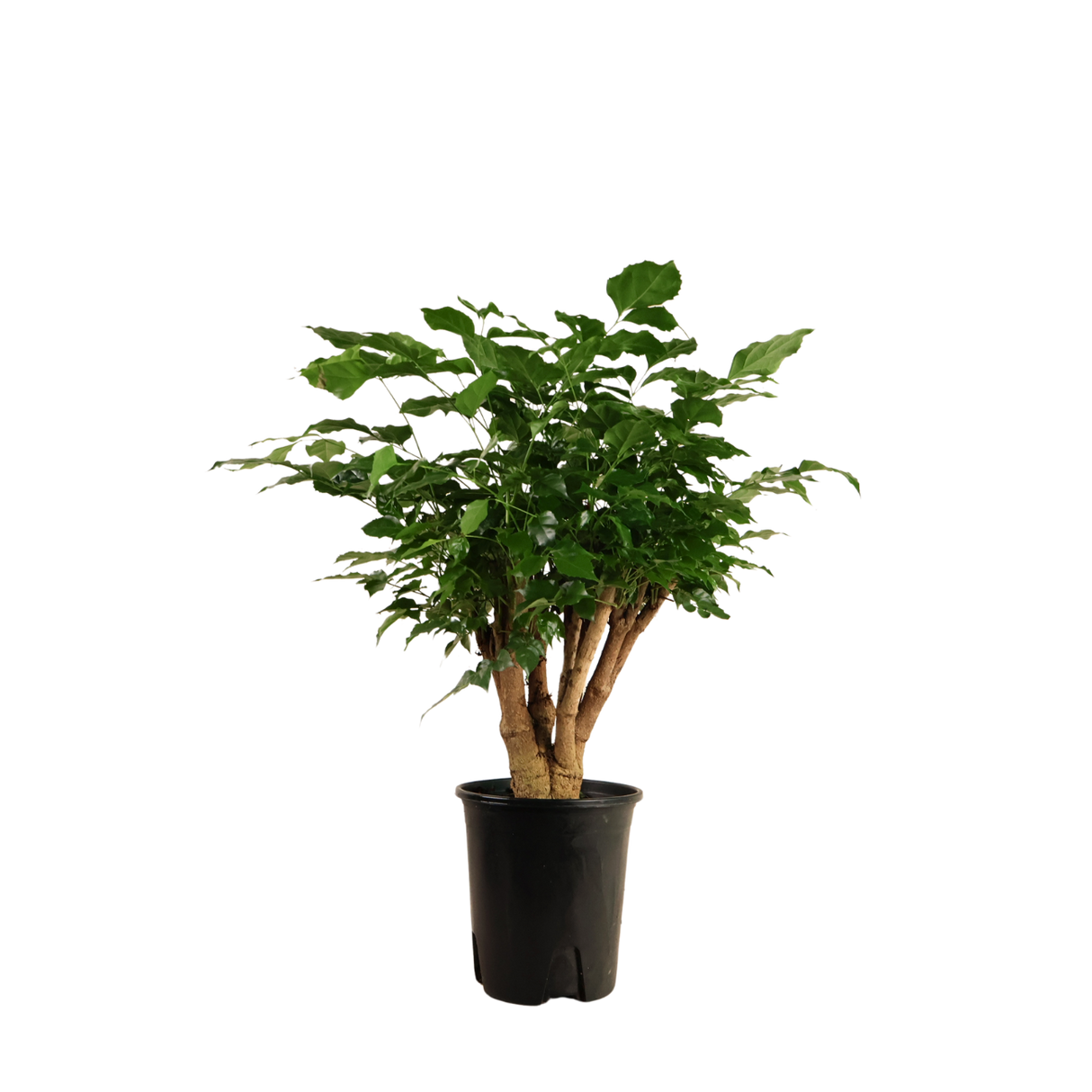 Radermachera Sinica (China Doll Plant)