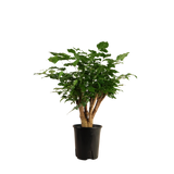 Radermachera Sinica (China Doll Plant)