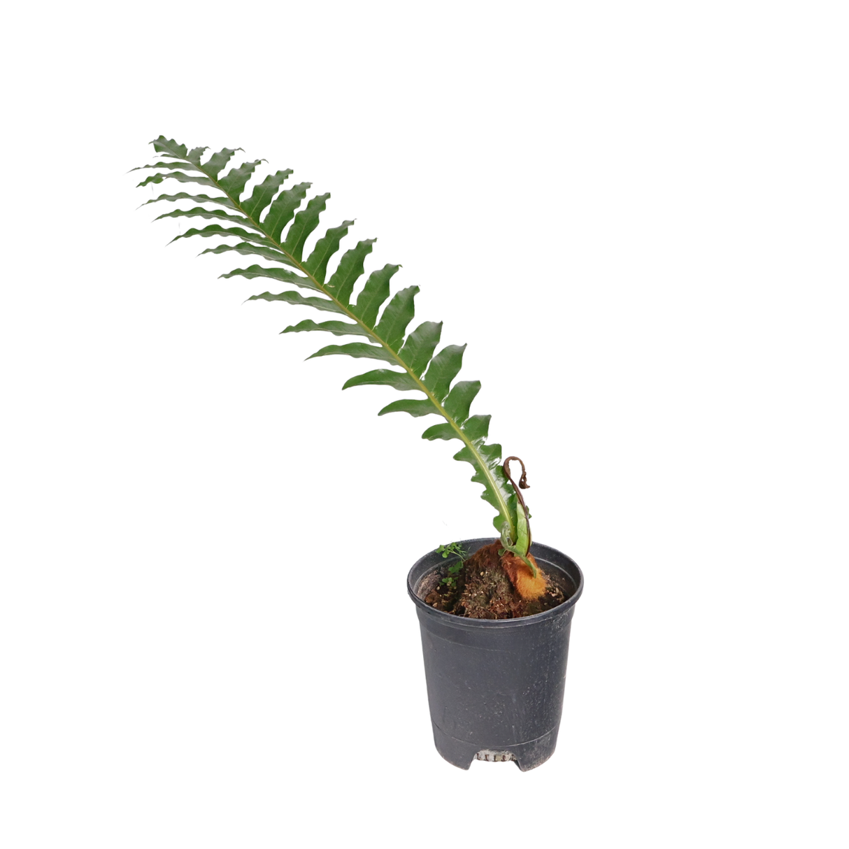 Aglaomorpha Coronans (Snake Leaf Fern)