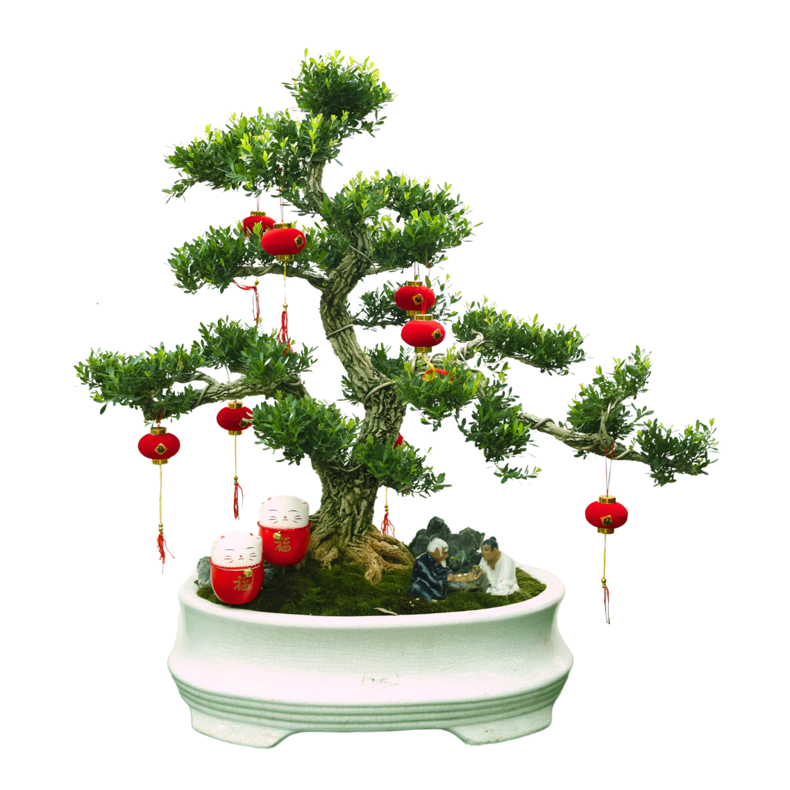 Buxus Bonsai