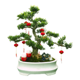 Buxus Bonsai