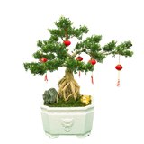 Buxus Bonsai