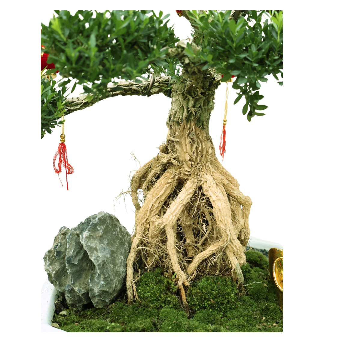 Buxus Bonsai