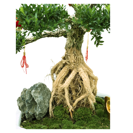 Buxus Bonsai