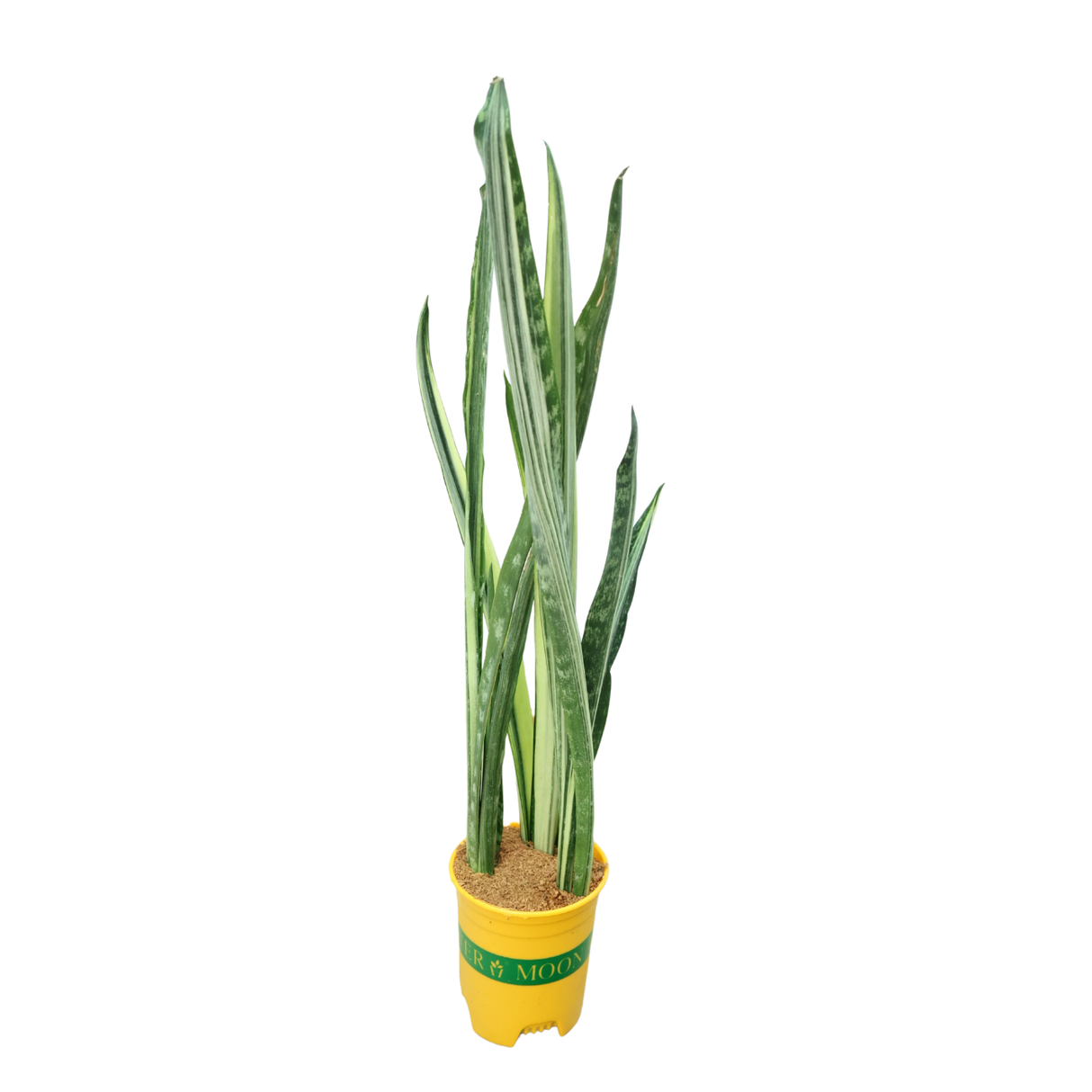 Sansevieria