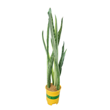 Sansevieria