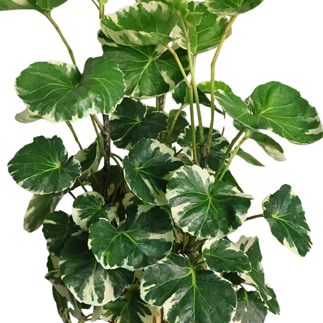 Polyscias Scutellaria Balfourii 圆叶福禄桐