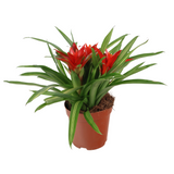 Guzmania Plant 3 Head (凤梨花)