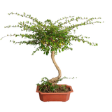 Geraniums in flowerpot.