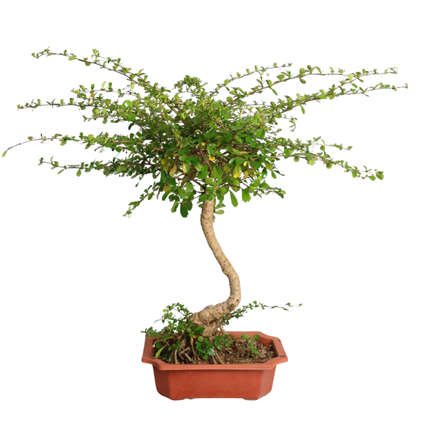 Geraniums in flowerpot.