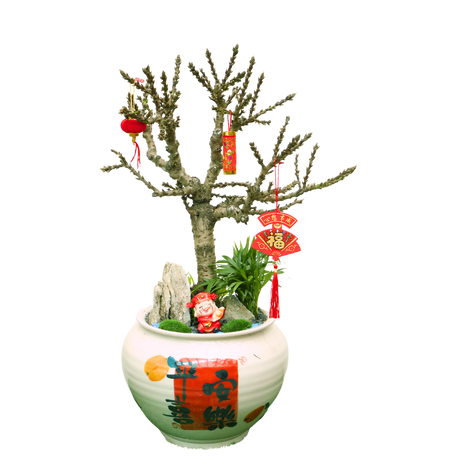 Peach Blossom Plant in Festive Pot (蟠桃花)