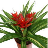 Guzmania Plant 3 Head (凤梨花)