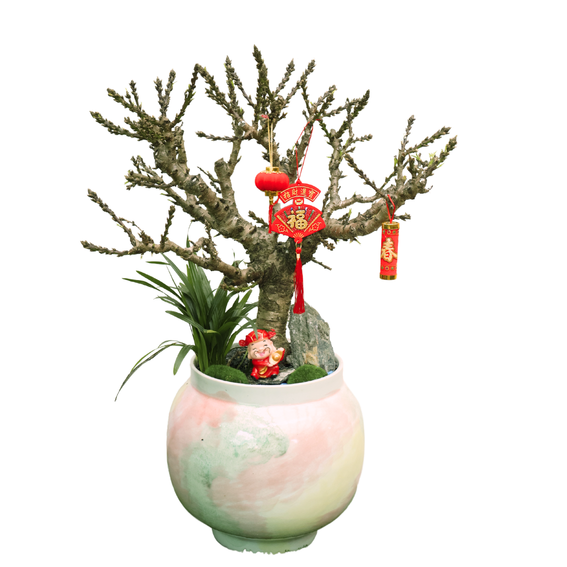 Peach Blossom Plant in Festive Pot (蟠桃花)