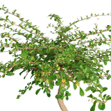 Serissa Bonsai (Snowrose)