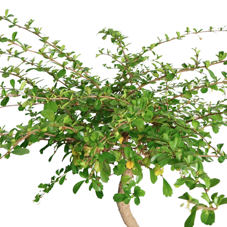 Serissa Bonsai (Snowrose)