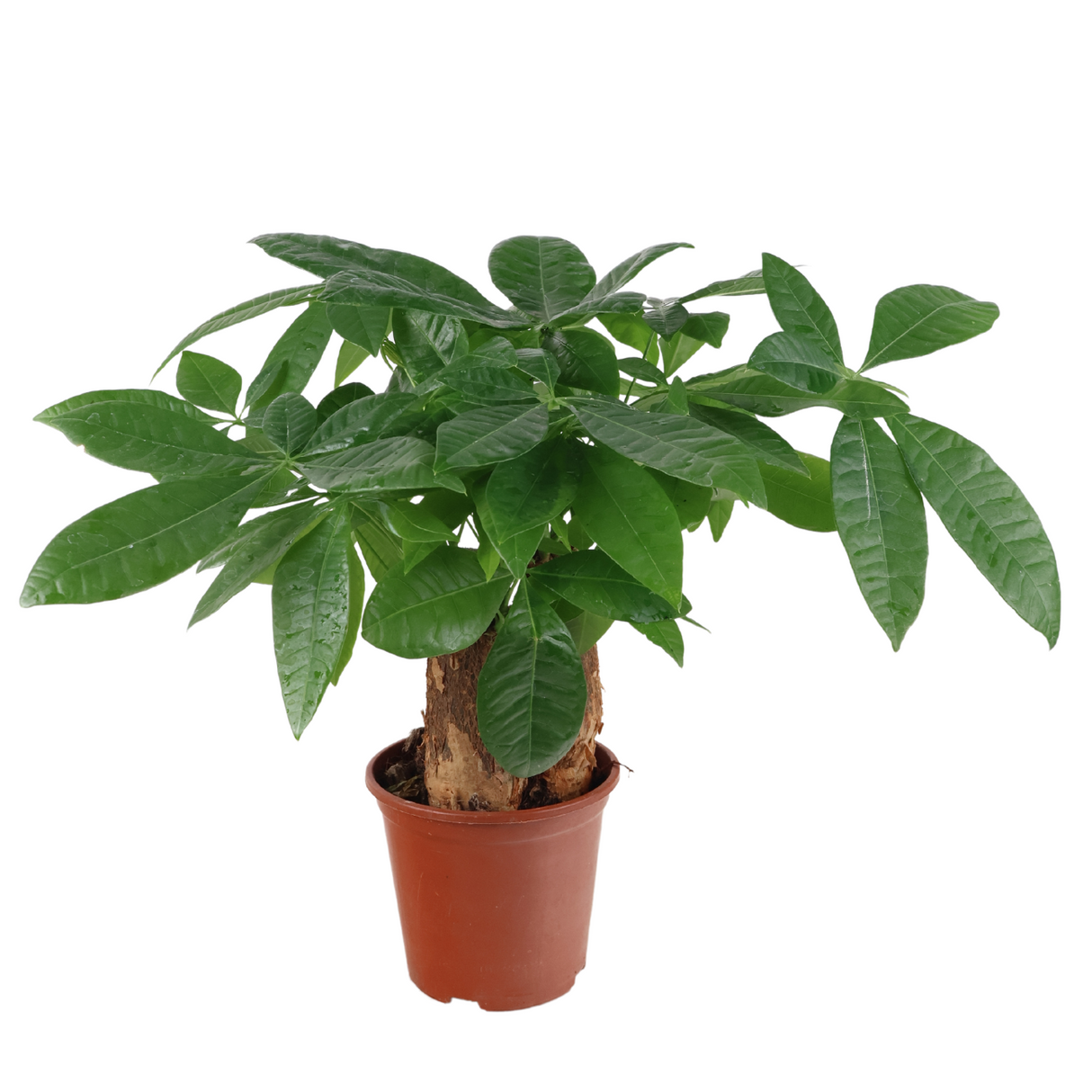 Pachira Plant 13cm Pot (Money Tree 发财树)