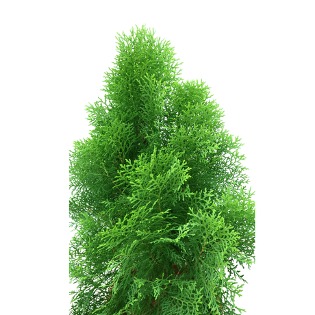 Thuja